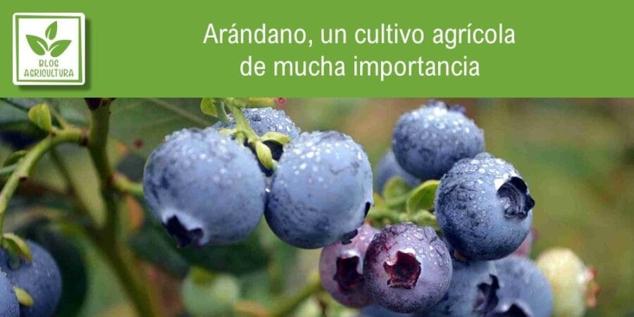 Arándano, un cultivo agrícola de mucha importancia
