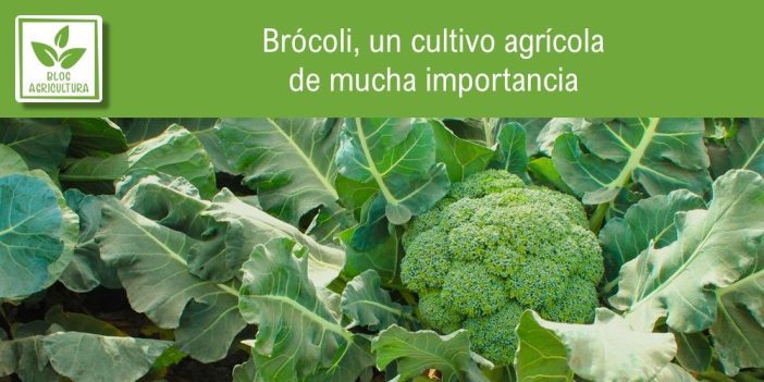 Portada del artículo sobre el cultivo del brócoli