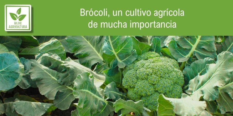 Brócoli, un cultivo agrícola de mucha importancia