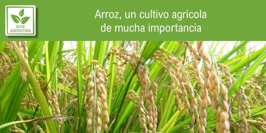 Arroz, un cultivo agrícola de mucha importancia