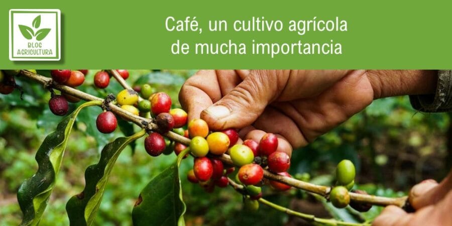 Café, un cultivo agrícola de mucha importancia