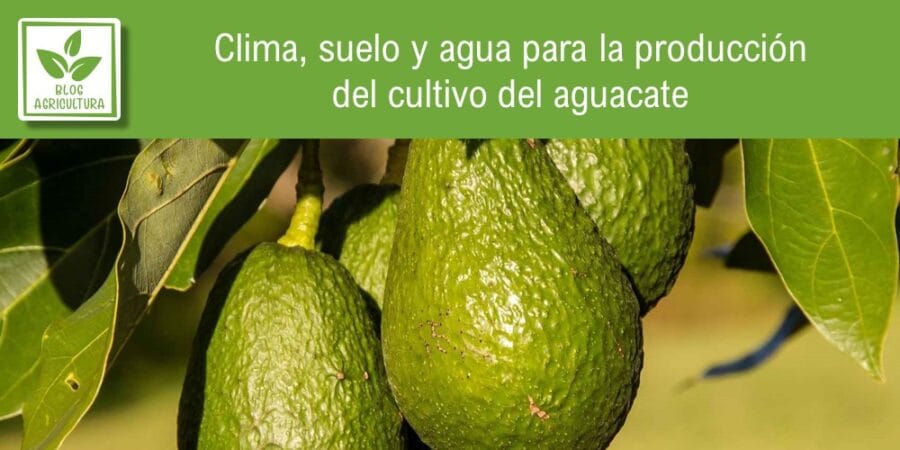 Clima, suelo y agua para la producción del cultivo del aguacate