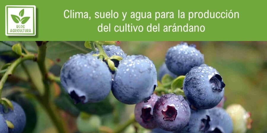 Clima, suelo y agua para la producción del cultivo del arándano