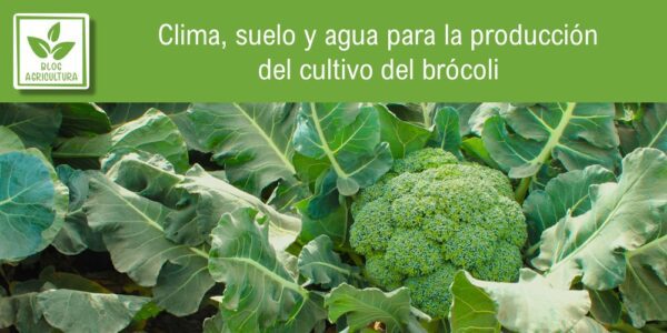 Portada del artículo sobre clima, suelo y agua para el brócoli