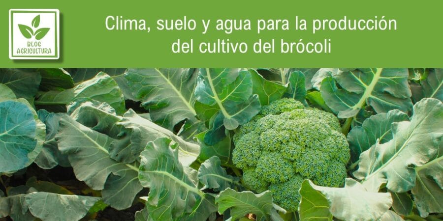Clima, suelo y agua para la producción del cultivo del brócoli