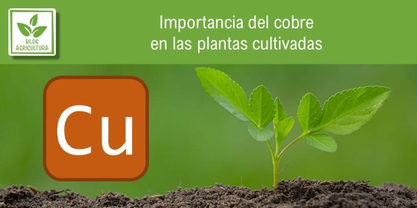 Importancia Del Cobre En Las Plantas Cultivadas