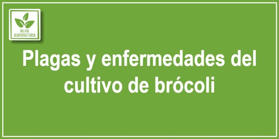 Plagas y enfermedades del cultivo de brócoli