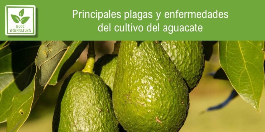 Principales plagas y enfermedades del cultivo del aguacate