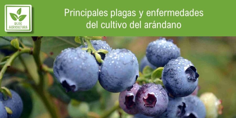 Principales plagas y enfermedades del cultivo del arándano