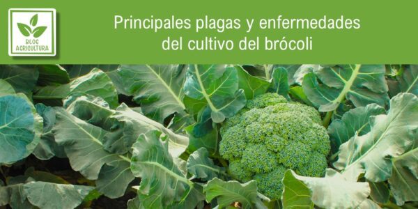 Portada del artículo sobre plagas y enfermedades del brócoli