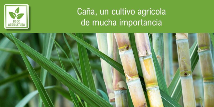 Caña, un cultivo agrícola de mucha importancia