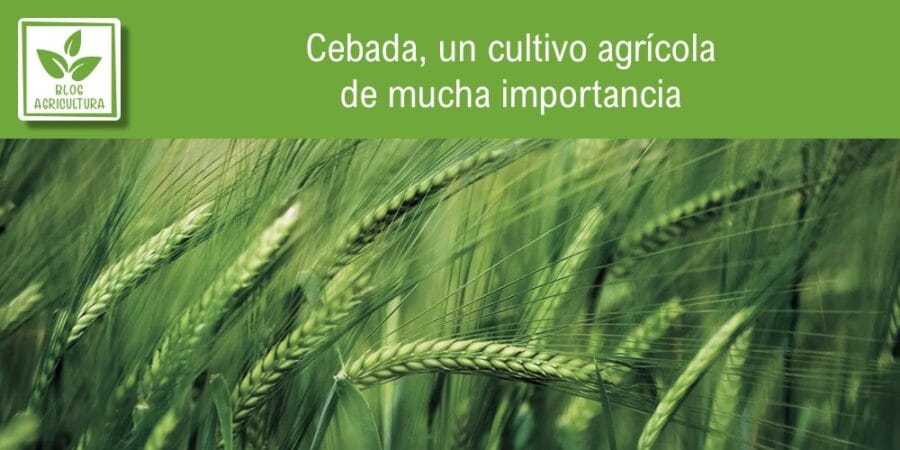 Cebada, un cultivo agrícola de mucha importancia