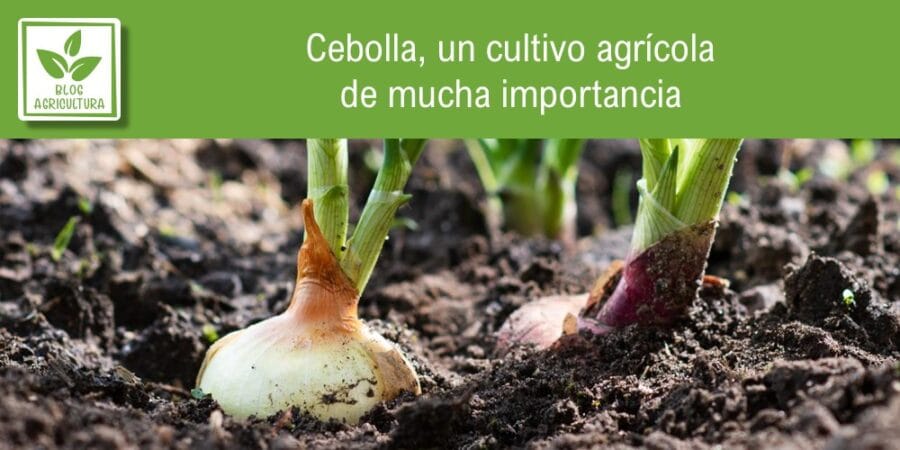 Cebolla, un cultivo agrícola de mucha importancia