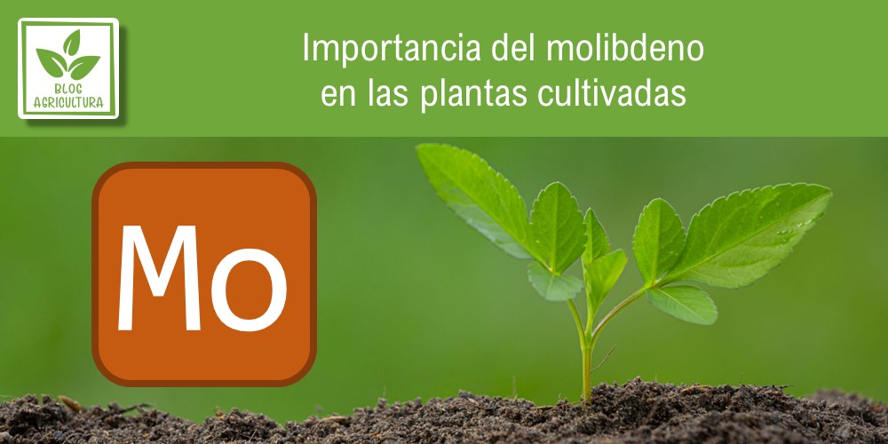 Importancia del molibdeno en las plantas cultivadas