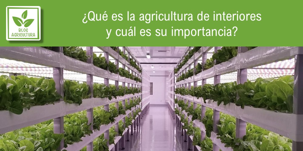 ¿Qué es la agricultura de interiores y cuál es su importancia?