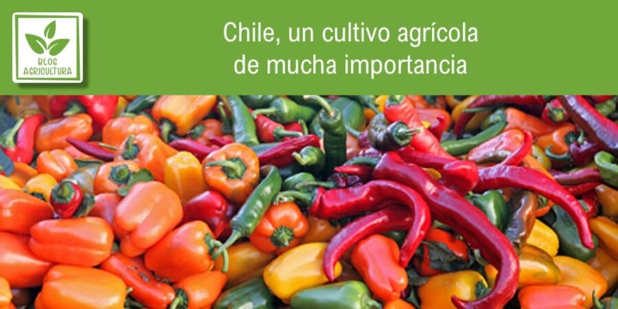 Chile, un cultivo agrícola de mucha importancia