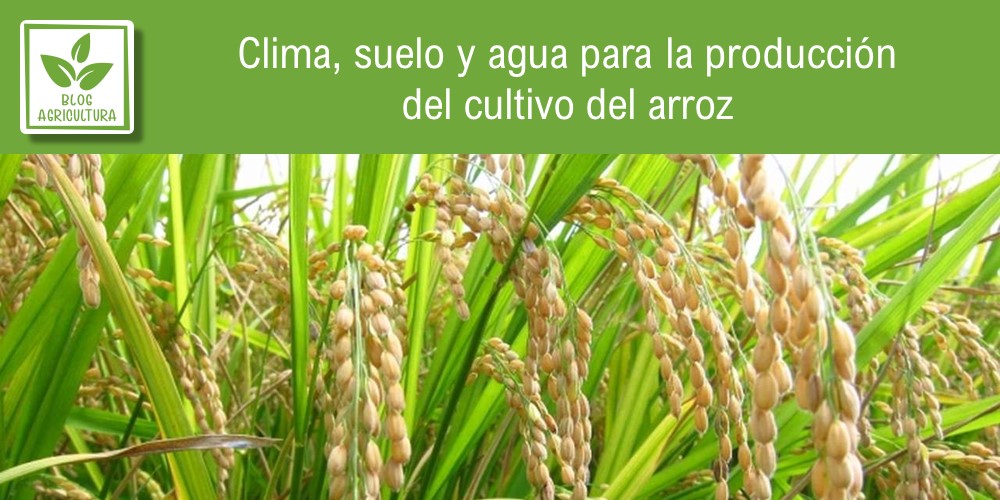 Clima, suelo y agua para la producción del cultivo del arroz