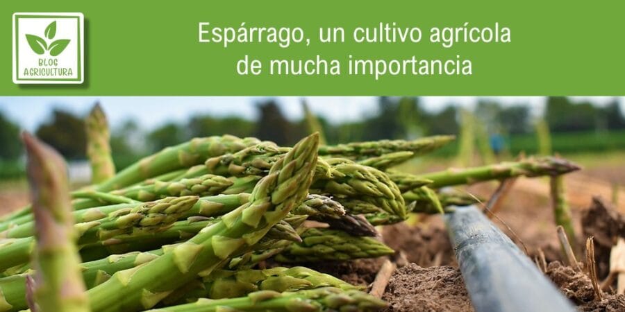 Espárrago, un cultivo agrícola de mucha importancia