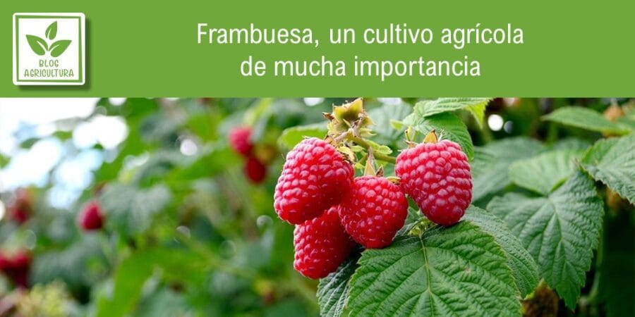 Frambuesa, un cultivo agrícola de mucha importancia