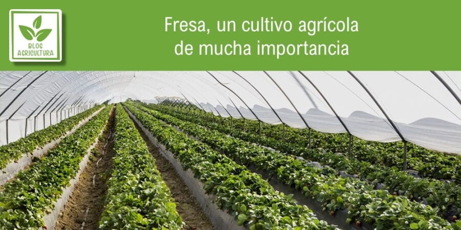 Fresa, un cultivo agrícola de mucha importancia