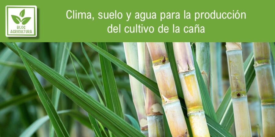 Clima, suelo y agua para la producción del cultivo de la caña