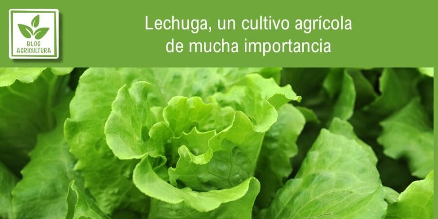 Lechuga, un cultivo agrícola de mucha importancia