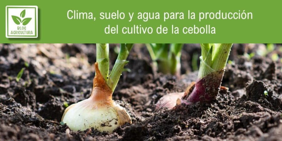 Clima, suelo y agua para la producción del cultivo de la cebolla