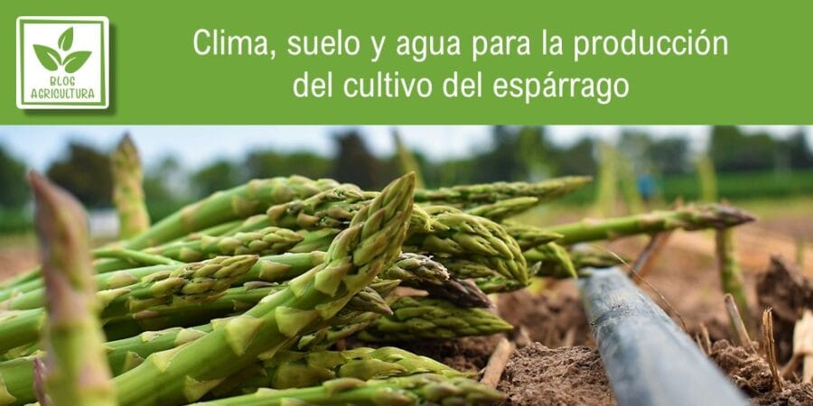 Clima, suelo y agua para la producción del cultivo del espárrago