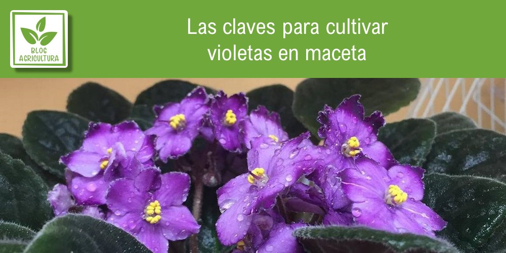 Portada del artículo sobre cultivo de violetas en maceta