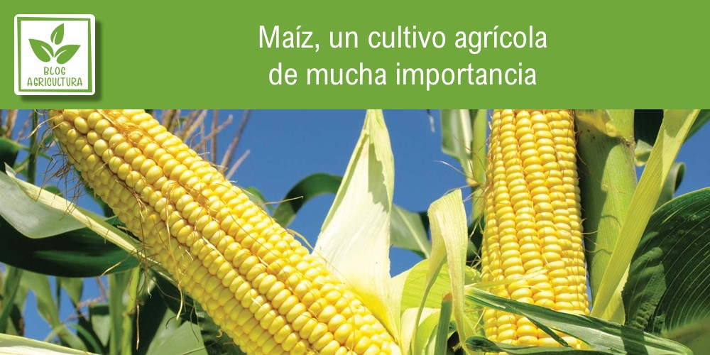 Portada del artículo sobre la importancia del cultivo del maíz