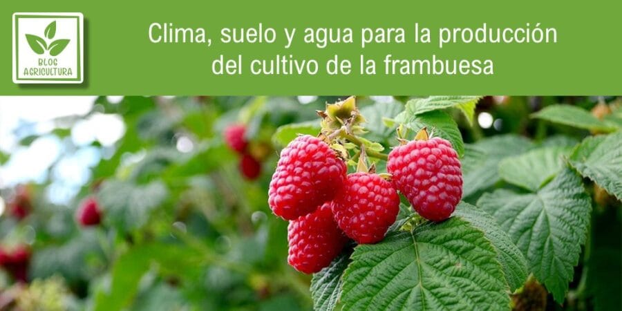 Clima, suelo y agua para la producción del cultivo de la frambuesa