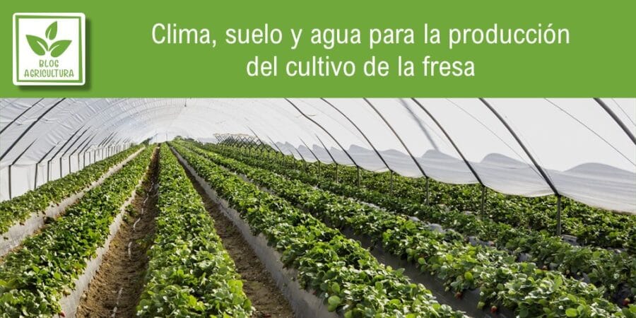 Clima, suelo y agua para la producción del cultivo de la fresa