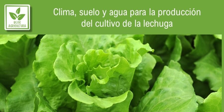 Clima, suelo y agua para la producción del cultivo de la lechuga
