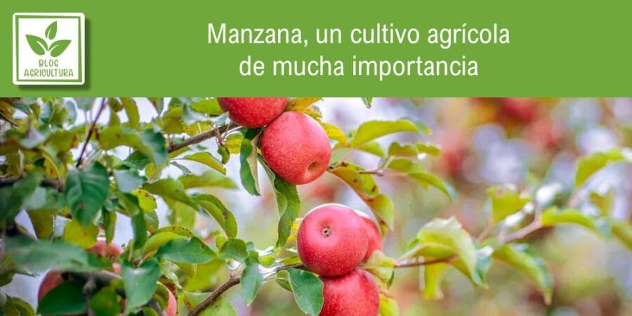 Manzana, un cultivo agrícola de mucha importancia