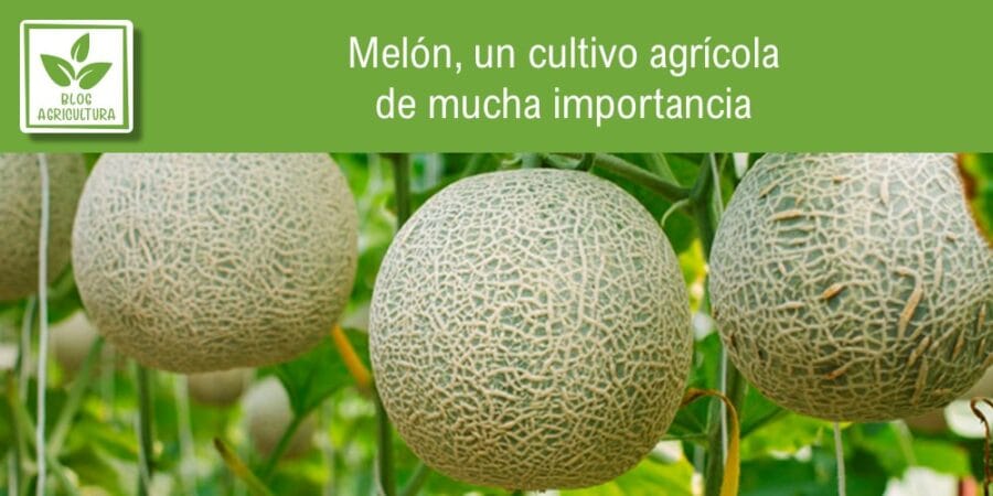 Melón, un cultivo agrícola de mucha importancia