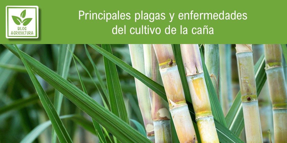 Principales plagas y enfermedades del cultivo de la caña