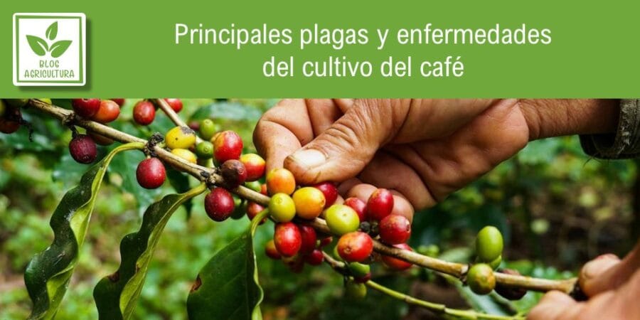 Principales plagas y enfermedades del cultivo del café