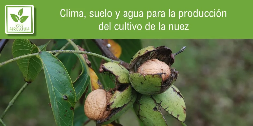 Condiciones de cultivo para nuez