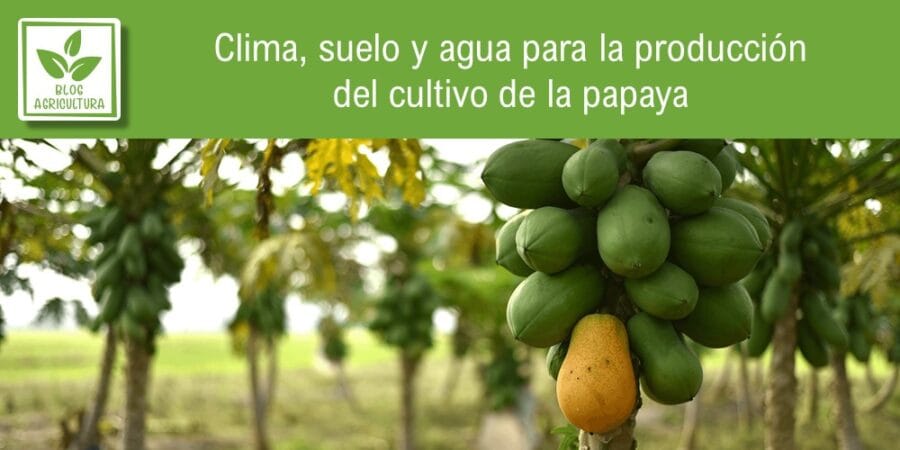 Clima, suelo y agua para la producción del cultivo de la papaya