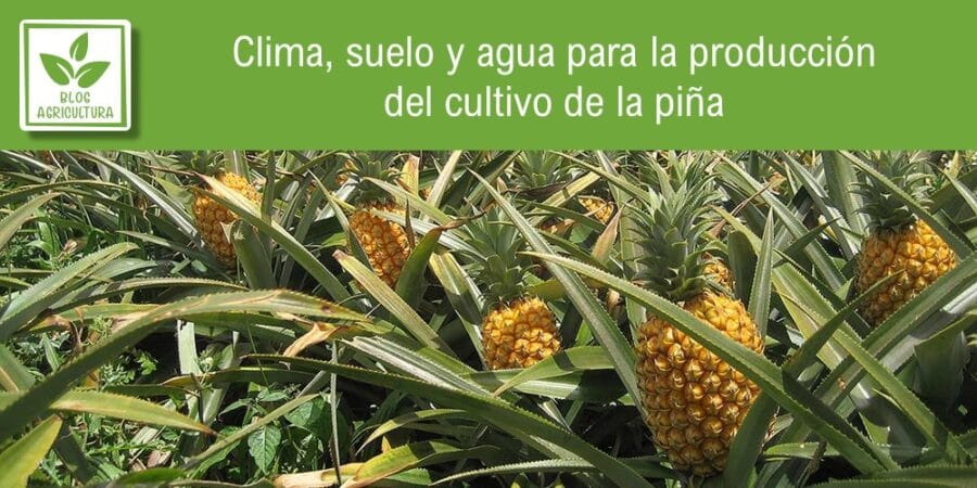 Clima, suelo y agua para la producción del cultivo de la piña