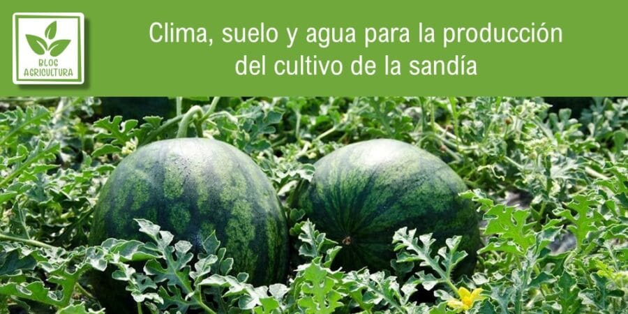 Clima, suelo y agua para la producción del cultivo de la sandía