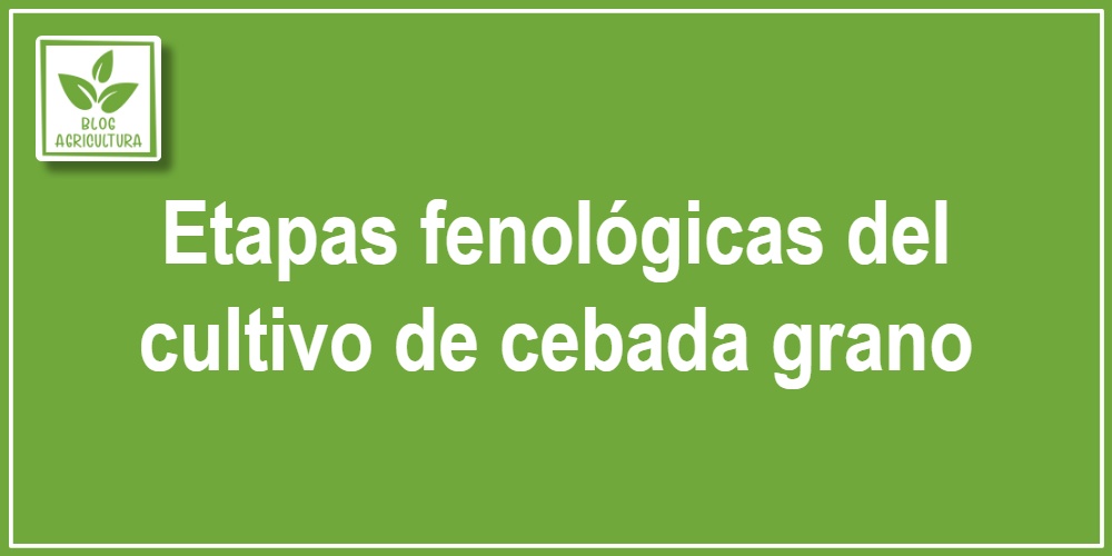 Etapas fenológicas del cultivo de cebada grano