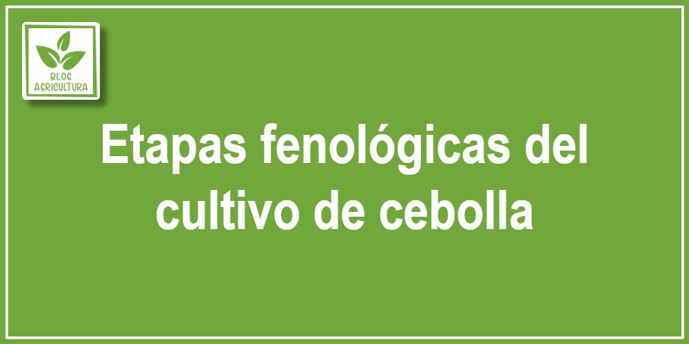 Etapas fenológicas del cultivo de la cebolla