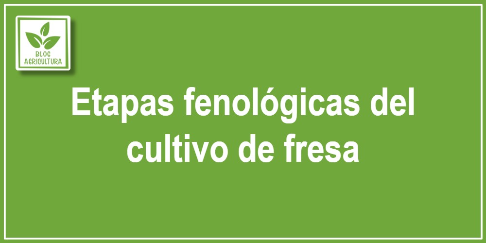 Análisis fenológico: Etapas fenológicas del cultivo de fresa