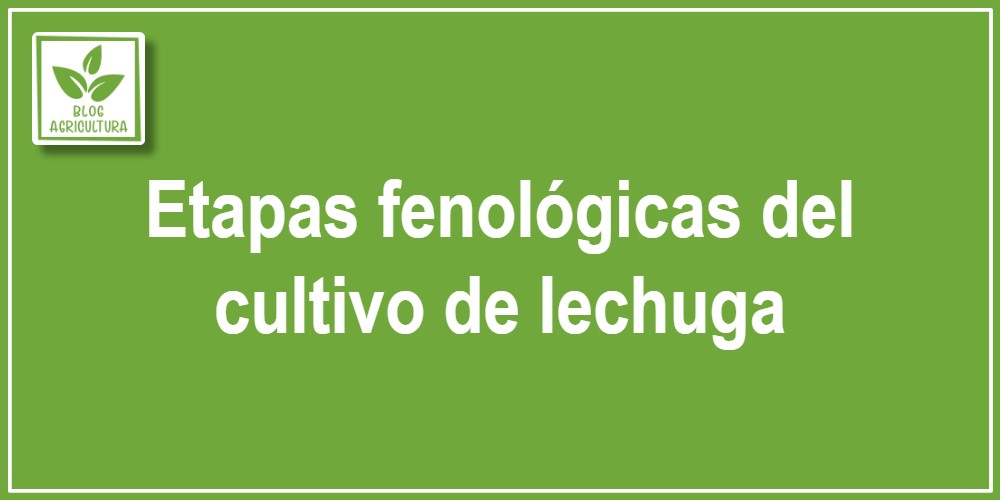 Análisis fenológico: Etapas fenológicas del cultivo de lechuga