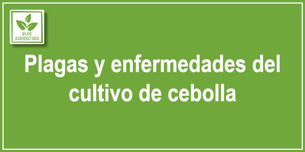 Plagas y enfermedades del cultivo de cebolla