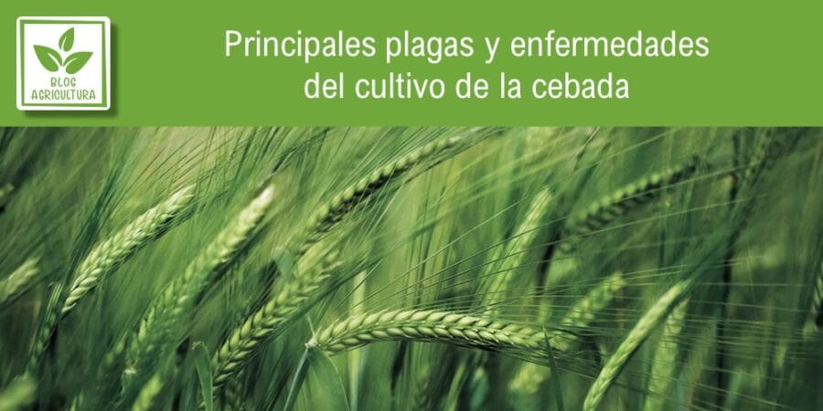 Principales plagas y enfermedades del cultivo de la cebada