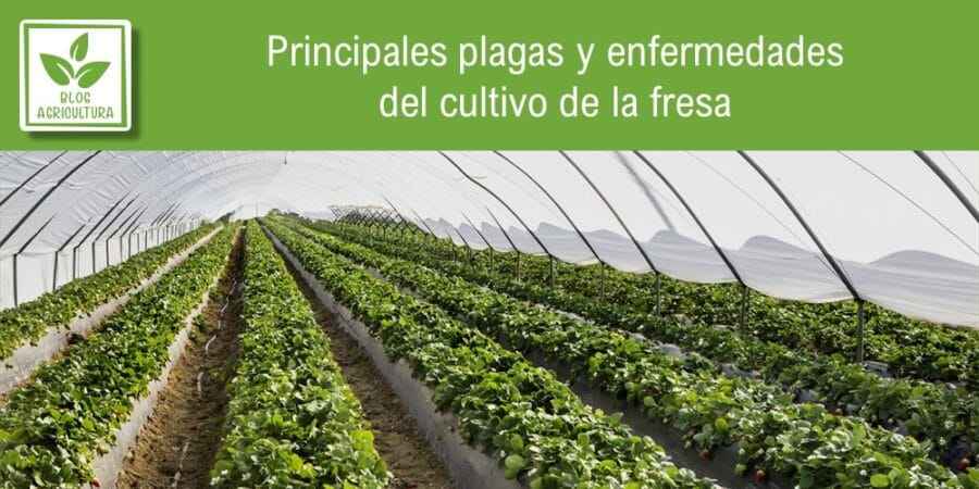 Principales plagas y enfermedades del cultivo de la fresa