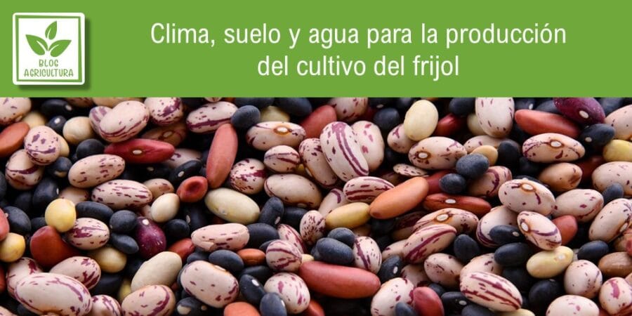Clima, suelo y agua para la producción del cultivo del frijol
