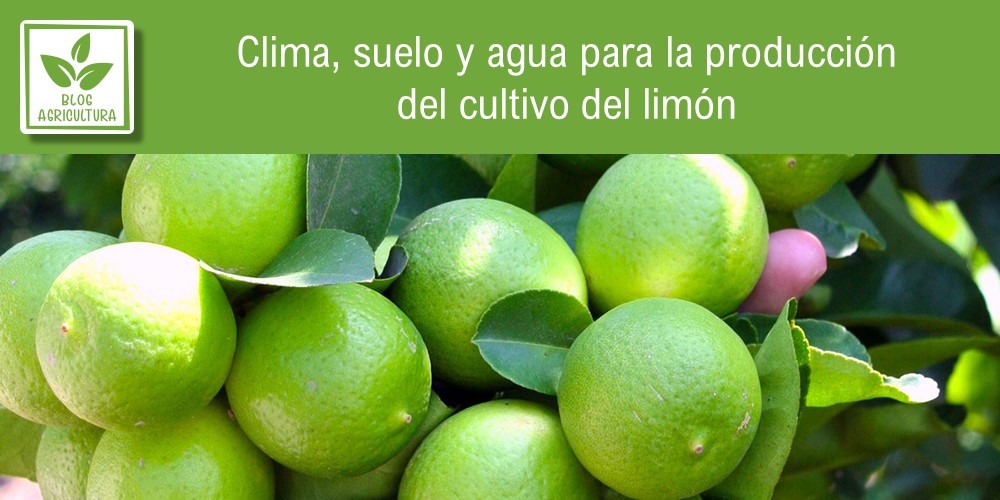 Condiciones de cultivo para limón